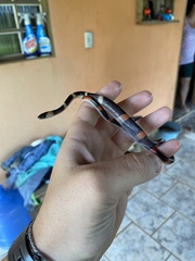 Oxyrhopus petolarius