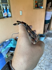 Oxyrhopus petolarius