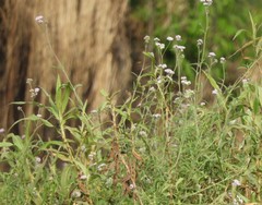 Gymnocoronis spilanthoides