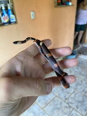 Oxyrhopus petolarius