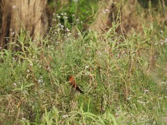 Gymnocoronis spilanthoides