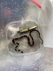 Oxyrhopus petolarius