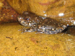 Litoria meiriana