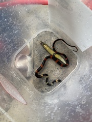 Oxyrhopus petolarius