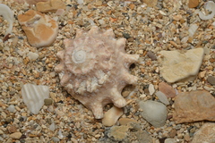 Astralium stellare