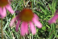 Echinacea atrorubens