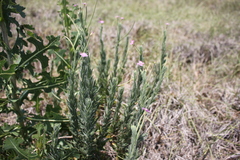 Epilobium billardiereanum