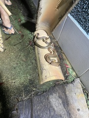 Philodryas nattereri