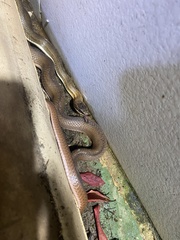 Philodryas nattereri