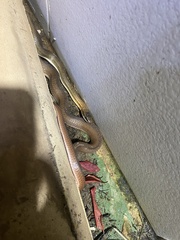 Philodryas nattereri