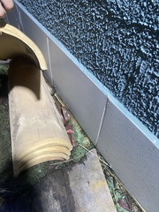 Philodryas nattereri