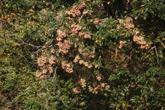 Terminalia paniculata