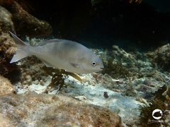 Kyphosus cornelii