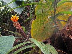 Elleanthus aurantiacus