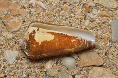 Conus terebra