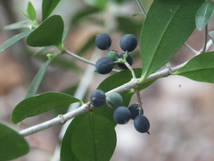 Alyxia spicata