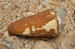 Conus terebra