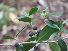 Alyxia spicata