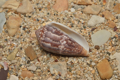 Conus monachus observed 2021-05-01