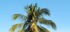 Rupornis magnirostris