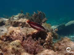 Pseudolabrus biserialis