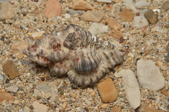 Chicoreus brunneus