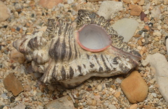 Chicoreus brunneus