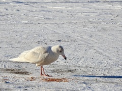 Larus hyperboreus