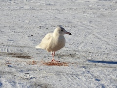Larus hyperboreus