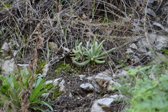 Dudleya densiflora