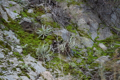 Dudleya densiflora