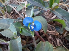 Commelina diffusa