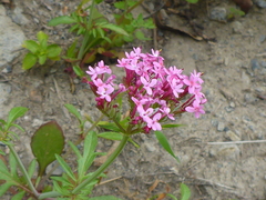 Centranthus
