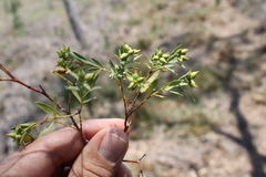 Pimelea neoanglica