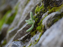 Dudleya densiflora