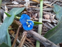 Commelina diffusa
