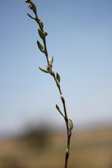 Polygonum plebeium