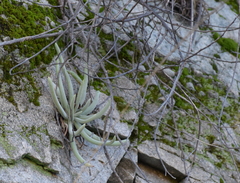 Dudleya densiflora
