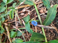 Commelina diffusa