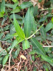 Commelina diffusa
