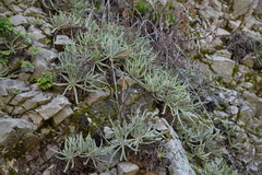 Dudleya densiflora