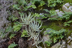 Dudleya densiflora
