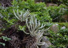 Dudleya densiflora