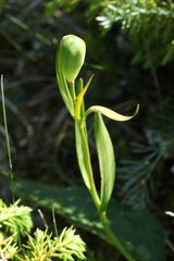 Fritillaria collina