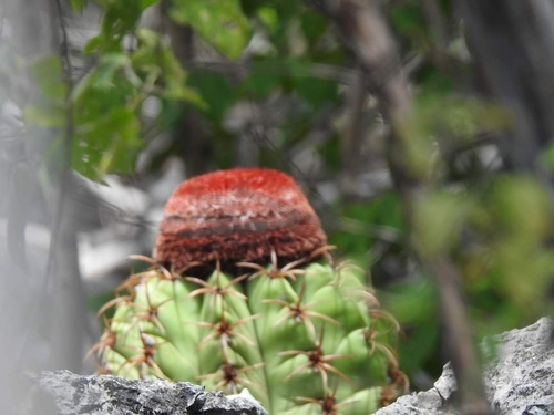 Melocactus levitestatus · iNaturalist Ecuador
