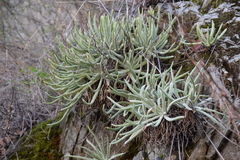 Dudleya densiflora