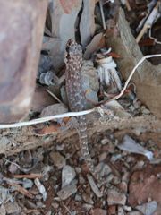 Pachydactylus punctatus