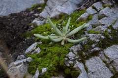 Dudleya densiflora