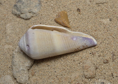 Conus terebra