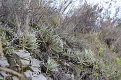 Dudleya densiflora
